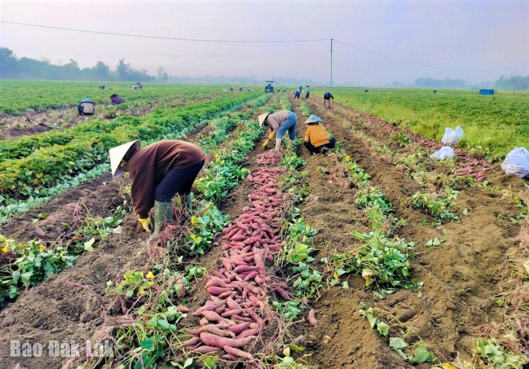 Nông dân xã Ea Rbin (huyện Lắk) thu hoạch khoai lang.