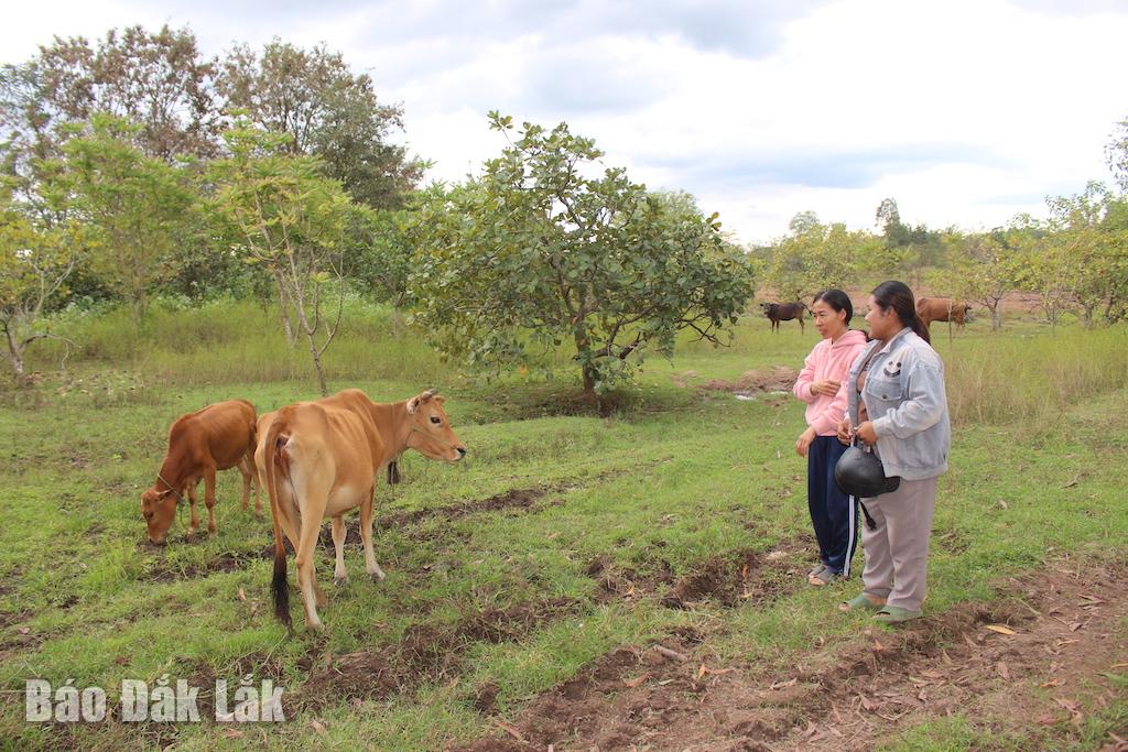 Chị H Zuýt Êban (bìa phải) ở buôn NDrếch (xã Ea Wer) được Hội LHPN xã hỗ trợ bò mẹ sinh sản.