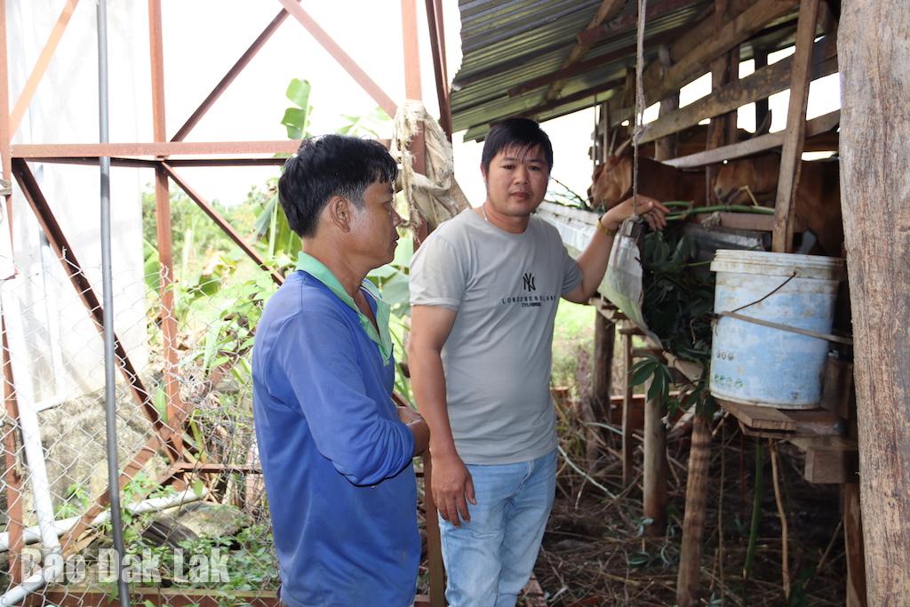 Mô hình nuôi dê của anh Hà Văn Thiện thôn Hiệp Thành phát huy hiệu quả.