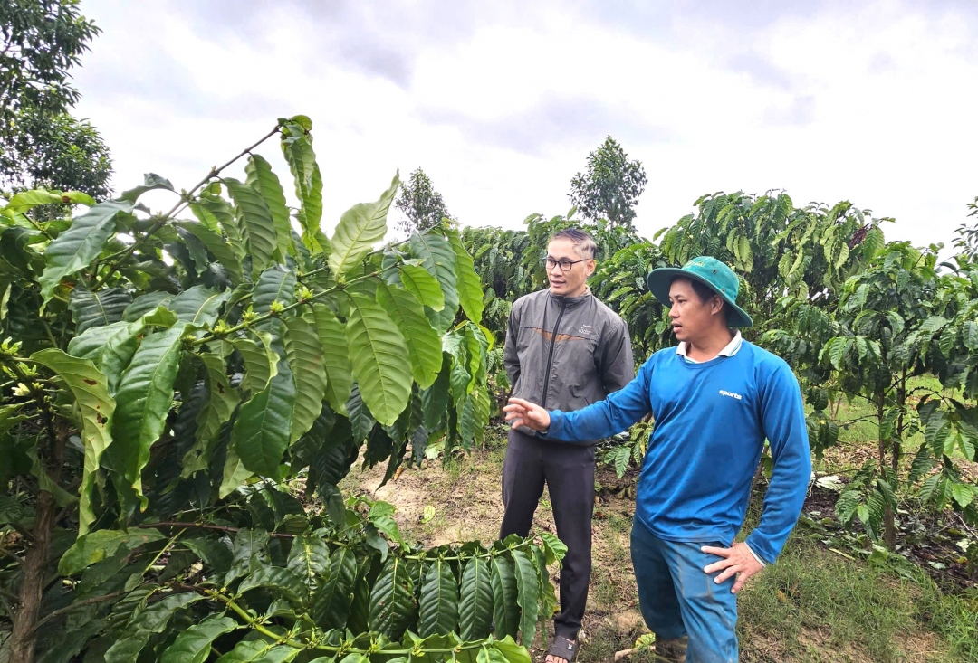 Vườn cà phê được trồng theo phương pháp đa thân không hãm ngọn của gia đình ông Trần Đăng Chinh ở thôn 1, xã Dang Kang.