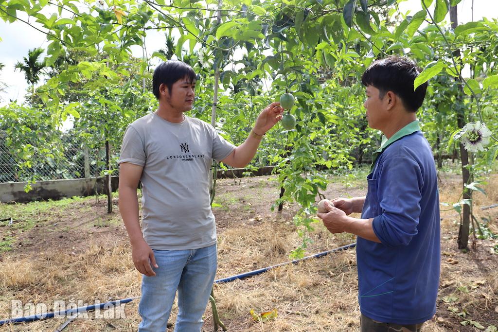 ... trồng canh dây