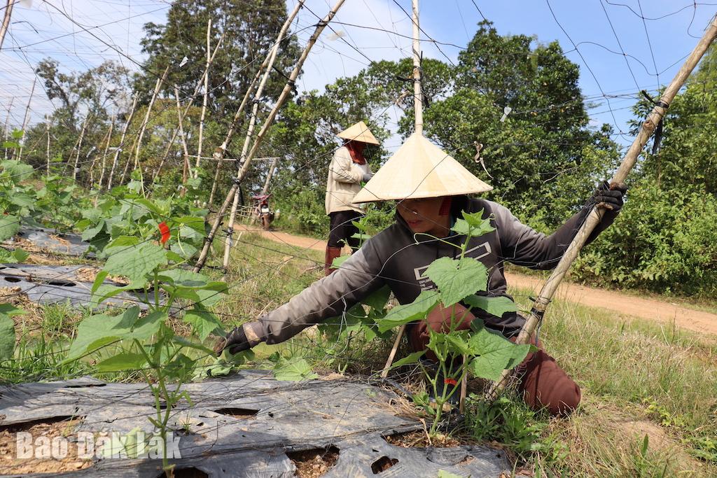 Ngoài trồng lúa, bắp, sắn, nhiều hộ dân buôn Ea Mar đã biết trồng thêm hoa màu để tăng thu nhập.
