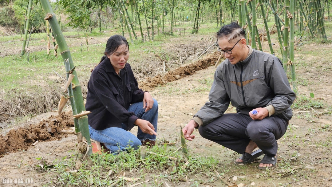 Mô hình trồng Măng tứ quý mang lại hiệu quả
