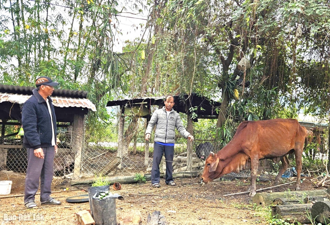 gia đình ông Y Nhim Niê ở buôn Chàm được hỗ trợ một cặp bò.