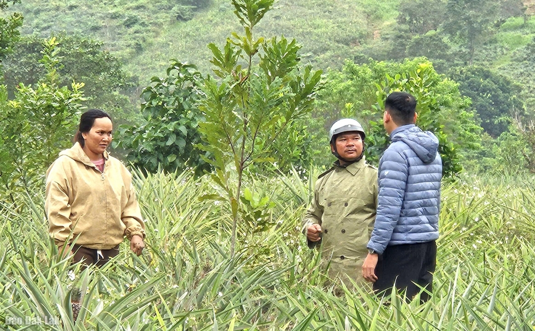 Người dân buôn Chàm A chủ động tiếp cận khoa học kỹ thuật, thực hiện chuyển đổi cơ cấu cây trồng.