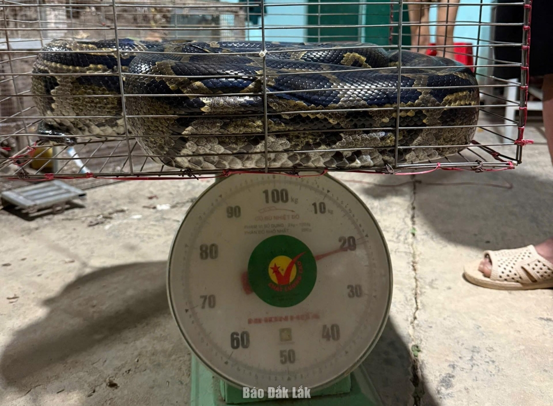 Cá thể trăn đất nặng 22 kg được người dân bàn giao cho lực lượng chức năng.