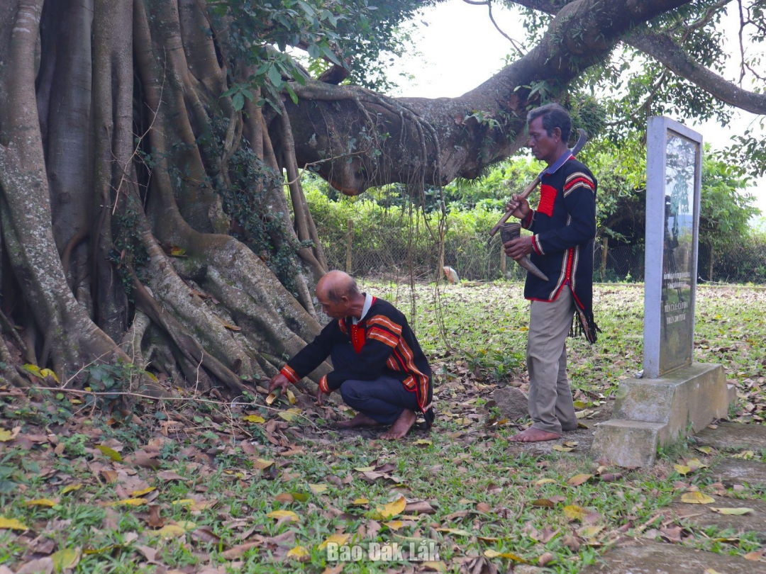 Trước khi cúng mừng thọ, thầy cúng thực hiện nghi thức cúng cây đa cổ thụ ở nhà văn hóa cộng đồng buôn Mliêng.