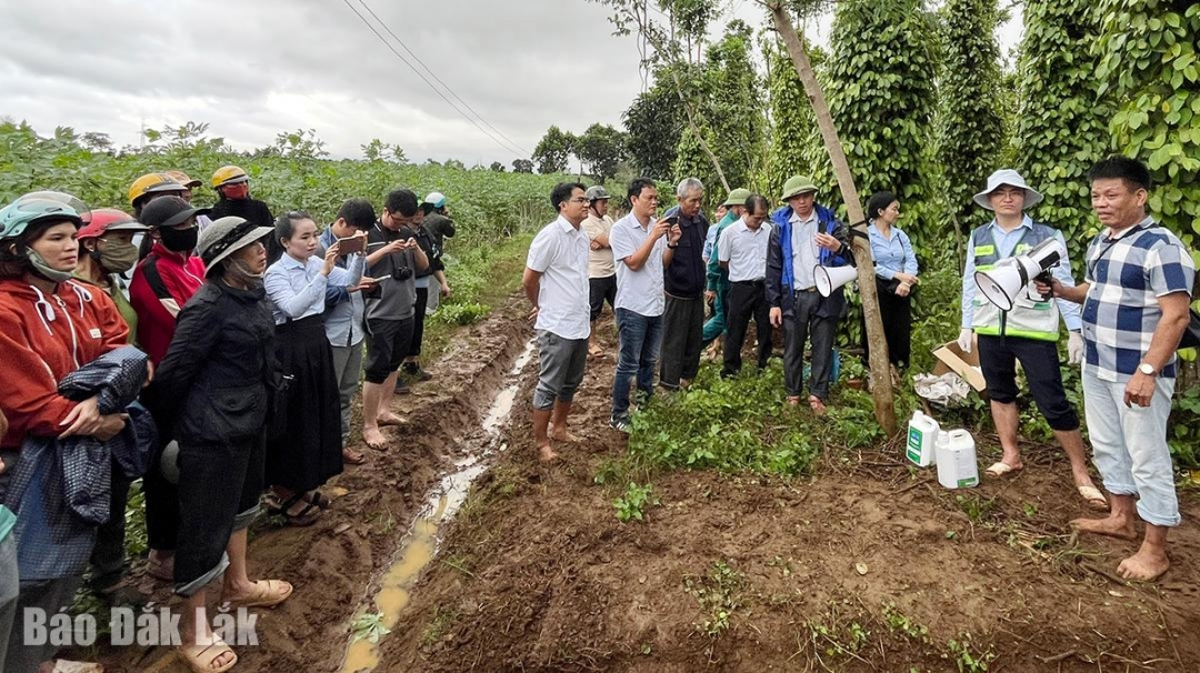 Ông Đào Văn Quý, Giám đốc Công ty TNHH Môi trường và Công nghệ Xanh Việt chia sẻ kỹ thuật sử dụng chế phẩm sinh học hỗ trợ phục hồi dễ cây. 