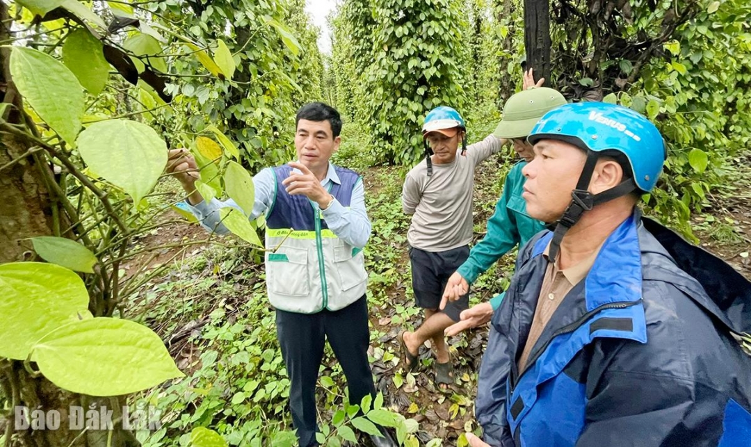 Ông Hoàng Văn Hồng, Phó Giám đốc Trung tâm Khuyến nông Quốc gia hỗ trợ kỹ thuật phục hồi cây tiêu cho nông dân ở xã Sơn Thành.