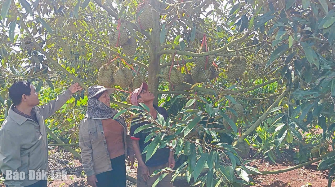 Bà H’Mbrich Ayun phấn khởi về hiệu quả của cây sầu riêng trong vườn.