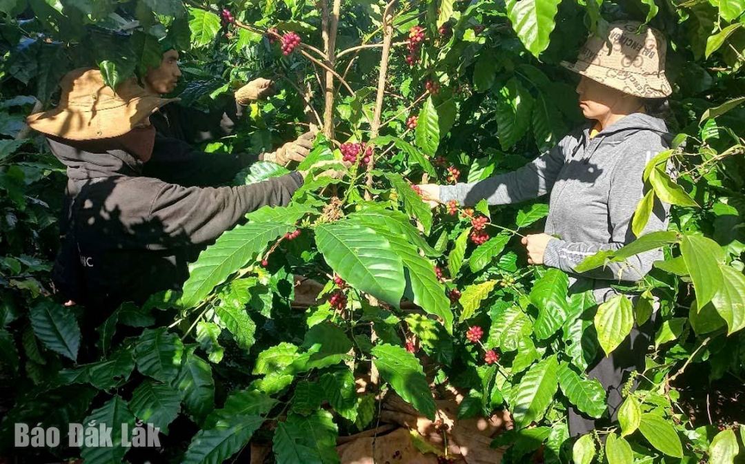 Nhờ liên kết tốt, các xã viên HTXNN & DV Bình Minh thu nhập cao từ trồng cà phê. Trong ảnh, xã viên HTX thu hoạch cà phê thu hoạch cà phê 