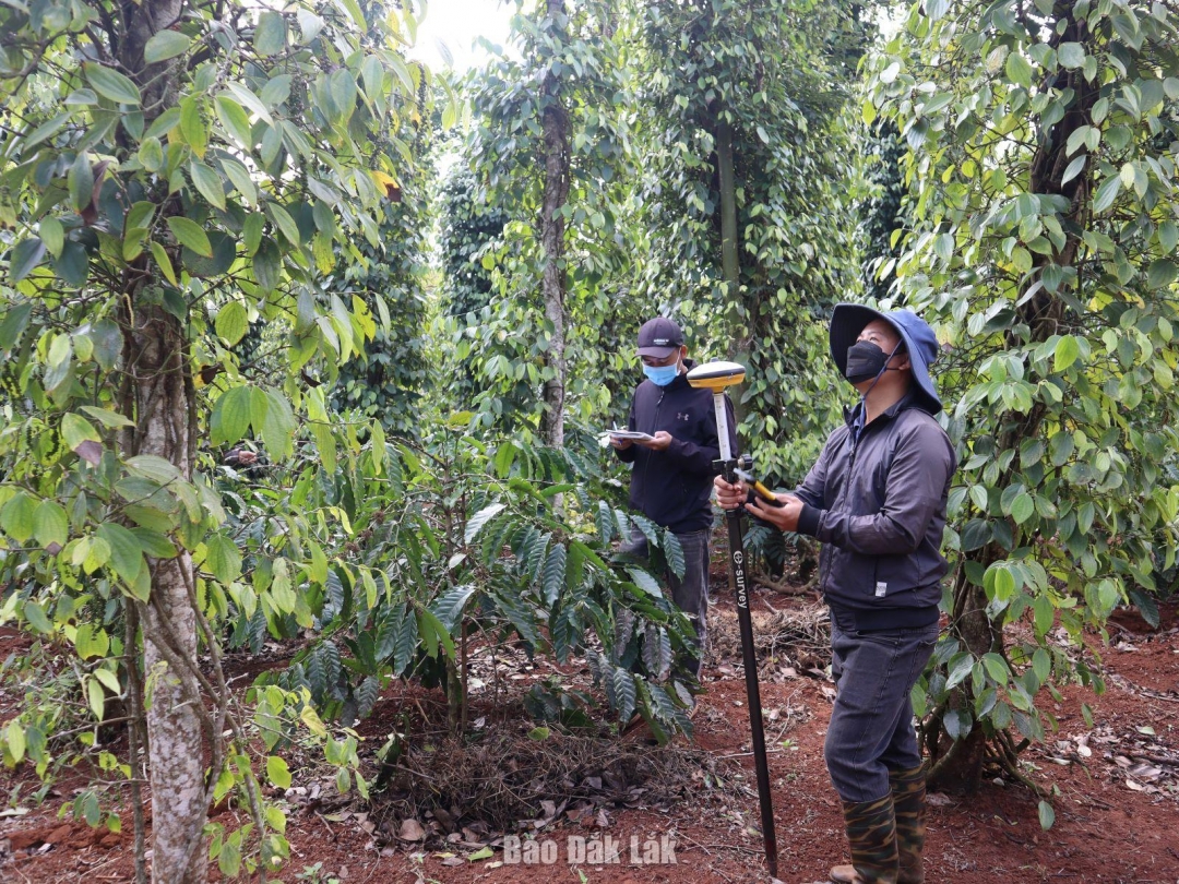 Từng gốc cây, từng mét đất được cán bộ Trung tâm Phát triển quỹ đất kiểm đếm chính xác chính. Đây là tiền đề để công tác bồi thường, hỗ trợ tái định cư được diễn ra công bằng, minh bạch, bảo đảm quyền lợi cho các hộ dân thuộc diện thu hồi đất để thực hiện Dự án cao tốc Khánh Hòa – Buôn Ma Thuột.