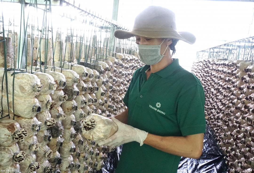 Dự án Sản xuất, chế biến, thương mại nấm ăn và nấm dược liệu dưới mái pin năng lượng mặt trời của Công ty Cổ phần Thực phẩm xanh Thành Đồng.