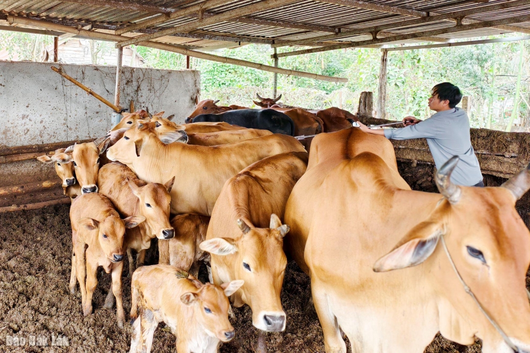 Cán bộ thú y xã Cư Mgar tiêm phòng vắc xin cho đàn bò của người dân buôn Bling.