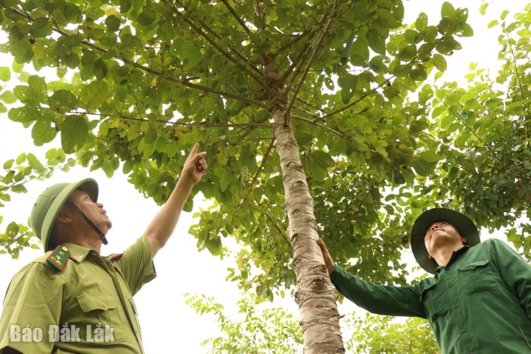 Chăm sóc và quản lý rừng trồng tại Khu bảo tồn thiên nhiên Ea Sô. Ảnh: Vạn Tiếp