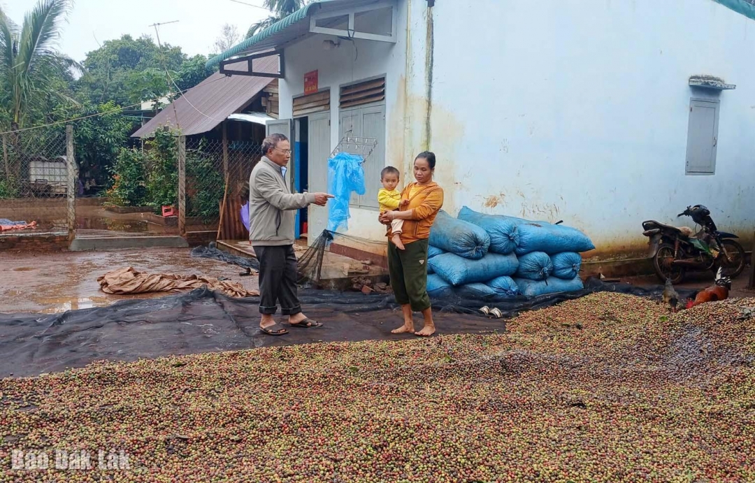 Chị gia đình chị H Ngêh Êban (bên phải) ở buôn Ea Sút, xã Quảng Phú khoe với ông Y Wih Nie, Bí thư chi bộ buôn Ea Sút vừa thu hoạch cà phê 