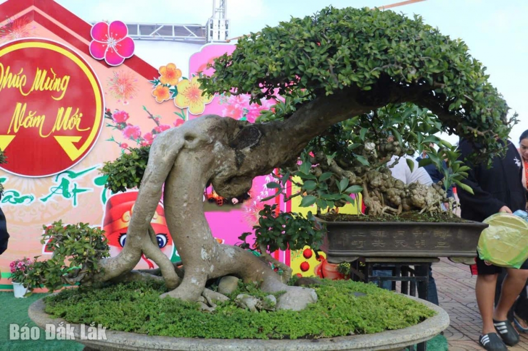 Một tác phẩm tham dự triển lãm - hội thi sinh vật cảnh thị xã Buôn Hô năm 2024. (Ảnh minh họa)