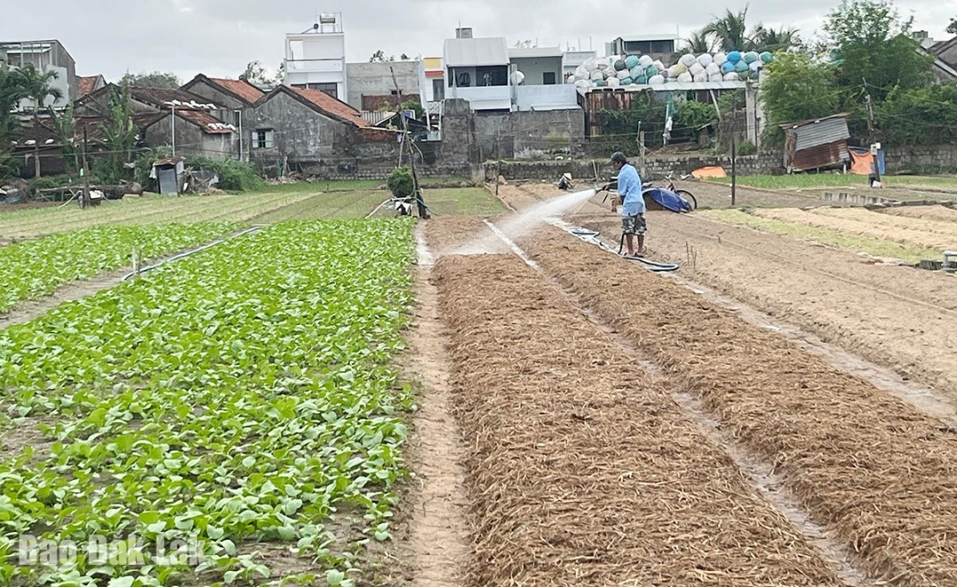 Sau bão lũ, làng rau hoa Bình Ngọc đã xanh tươi trở lại.
