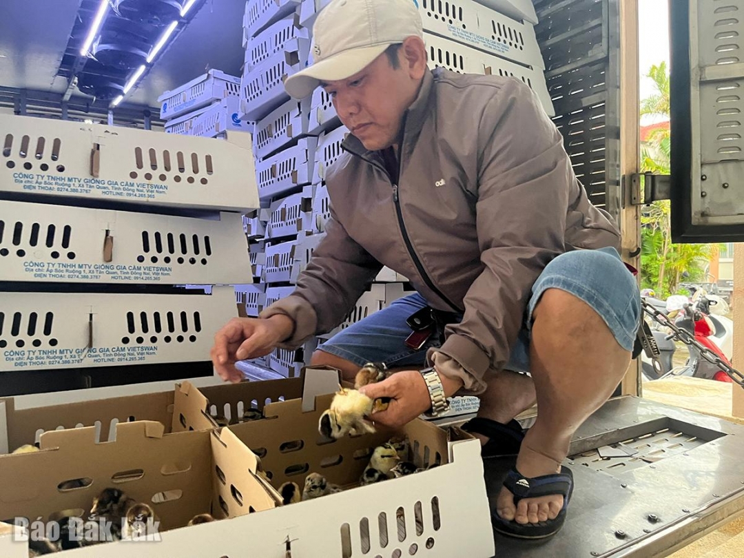 Công ty kiểm tra chất lượng gà giống trước khi phát cho bà con.