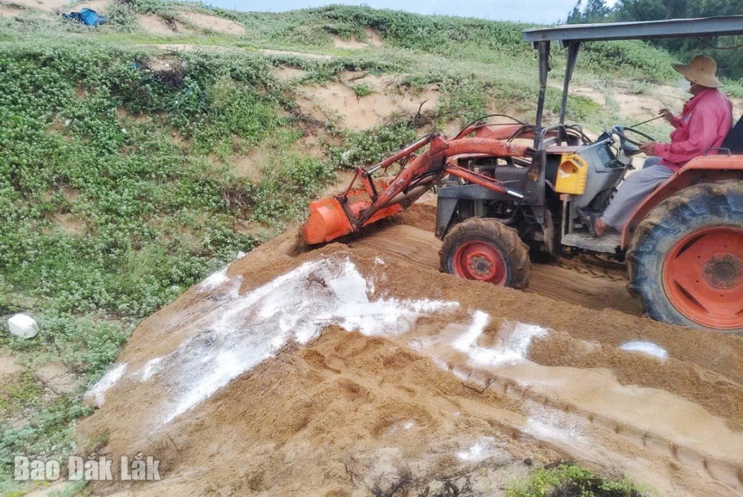 Kịp thời khống chế dịch nên hiện phường Hòa Hiệp không còn dịch tả heo Châu Phi.