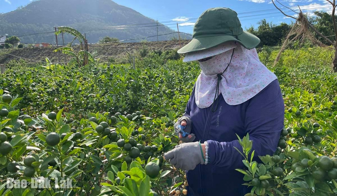 Thay vì bán cây, người dân tận dụng nguồn trái để giảm một phần thiệt hại do lũ vừa qua.