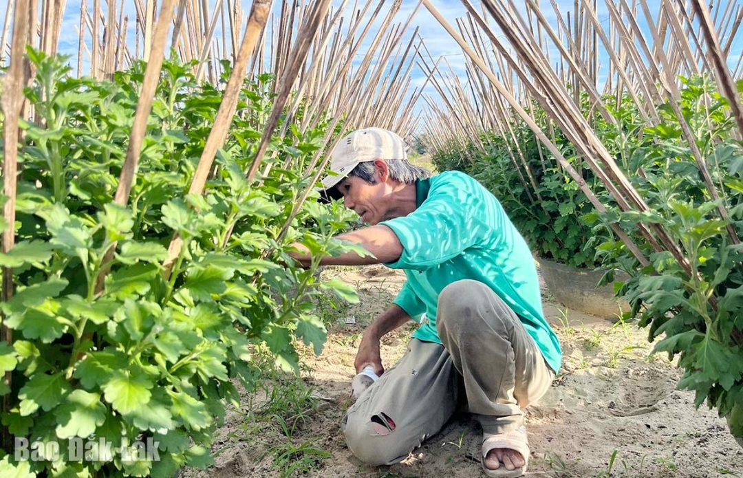 Nhờ kịp thời khắc phục, nhiều hộ trồng cúc vẫn duy trì được vườn phục vụ thị trường hoa Tết đang tới gần.