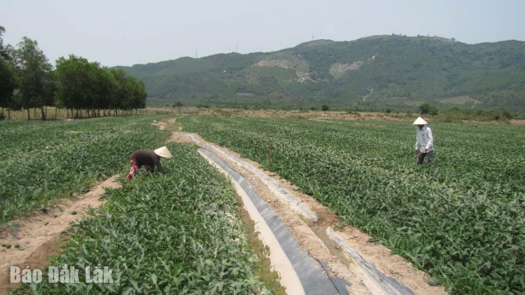 Người dân Ea Bá phát triển sinh kế từ trồng hoa màu. Ảnh: T.Hương