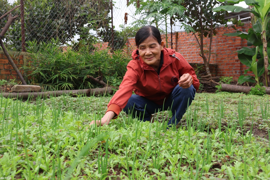 Bà Nguyễn Thị Lê, Trưởng thôn 17B Ea Nuôl.