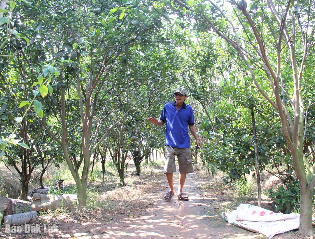 Mô hình phát triển kinh tế của một hộ dân xã Ia Rvê