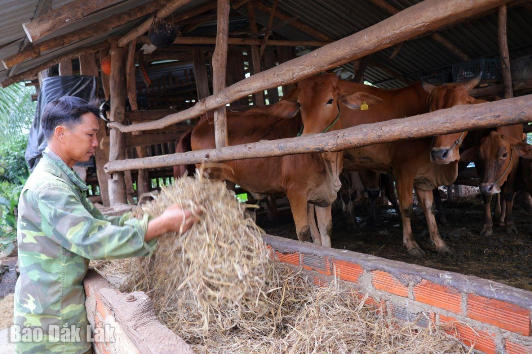 Anh Hoàng Văn Lý chăm sóc đàn vật nuôi của gia đình.