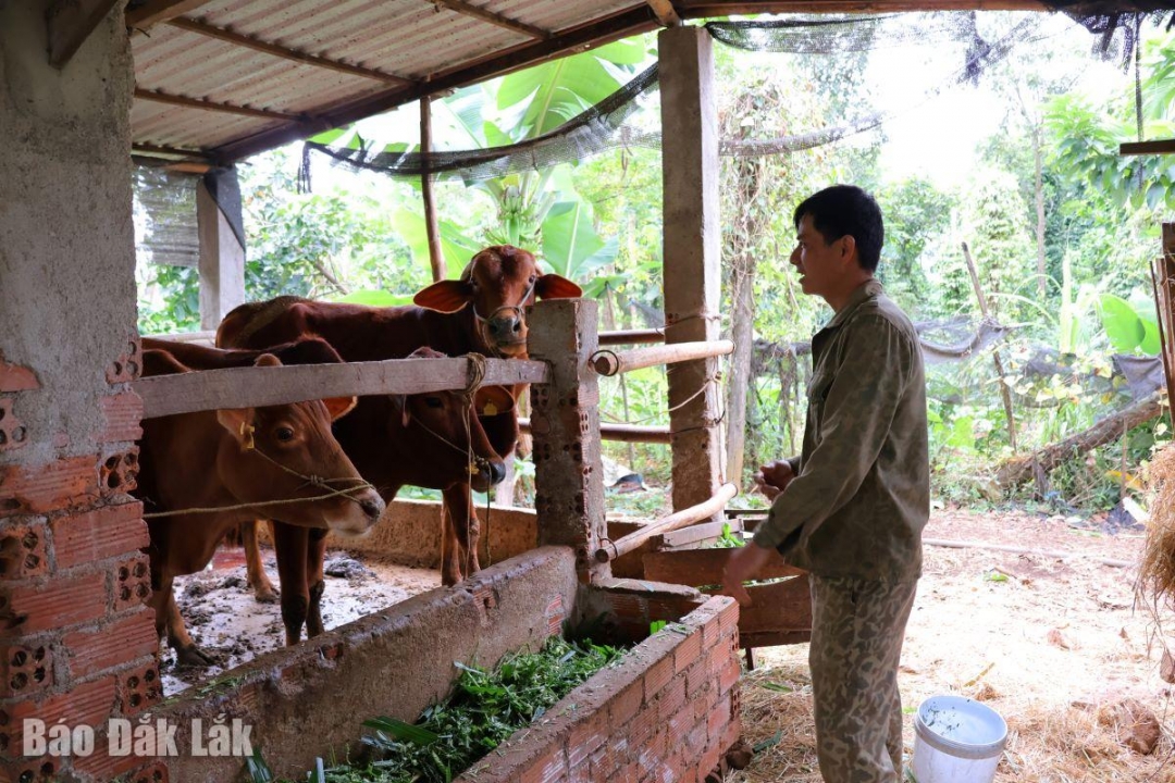 Mô hình bò sinh sản tạo thêm