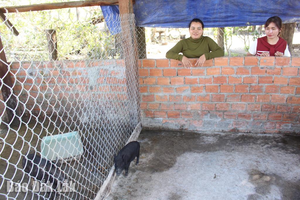 Chị H Ngân  Nguyễn Mlô  (buôn  Drang  Phốkk, xã  Buôn  Đôn) đầu  tư  chuồng  trại  nhờ  nguồn  vốn  Giải  quyết việc làm từ Ngân hàng Chính sách xã hội, Phòng  giao dịch  Buôn Đôn.