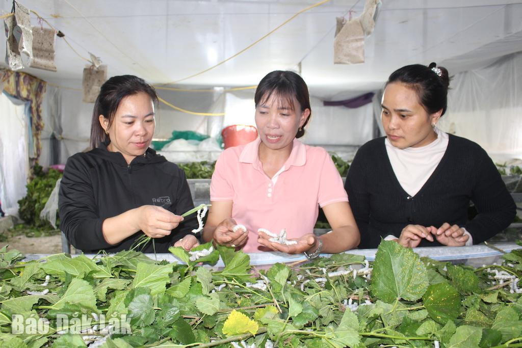 Mô  hình  trồng  dâuu, nuôi  tằm  của chị  Vương thị Phong Lan (thôn  Ea  Kningg, xã  Ea  Nuôl).