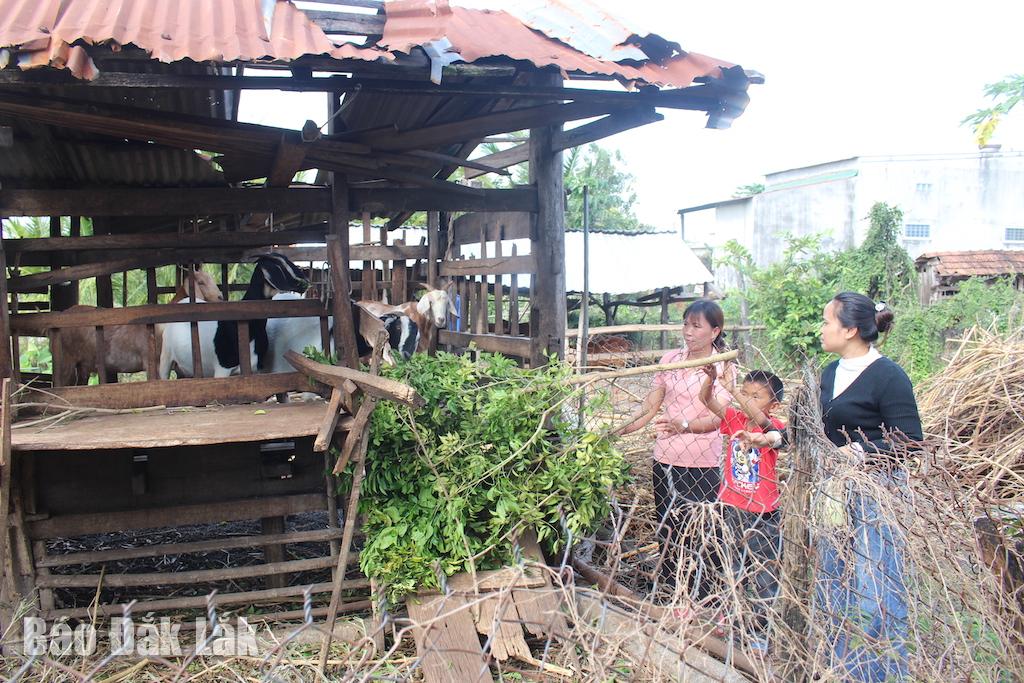 Bà  thăm hỏi mô hình trồng  trợ kết hợp  chăn nuôi tại Chi  hội  phụ  nữ  thôn 9. 