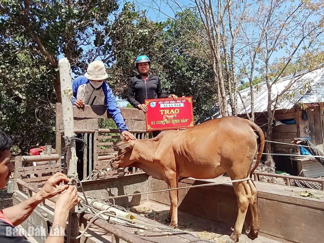 Hội LHPN xã Ea Wer hỗ trợ bò sinh sản cho hội viên khó khăn.