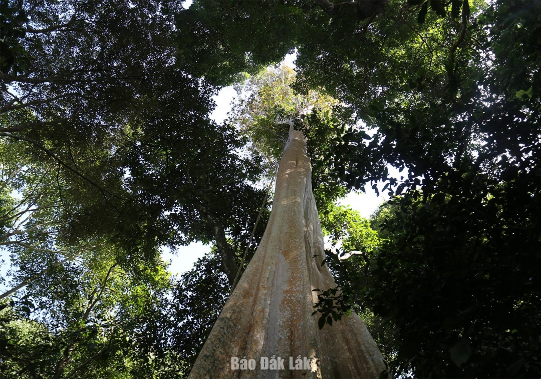 Rừng Cư H’lăm có nhiều cây gỗ lớn