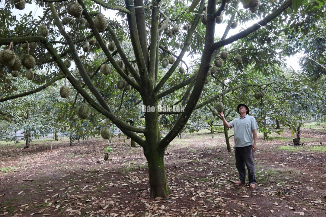 Vườn sầu riêng được cấp mã số vùng trồng trên địa bàn xã Krông Pắc.