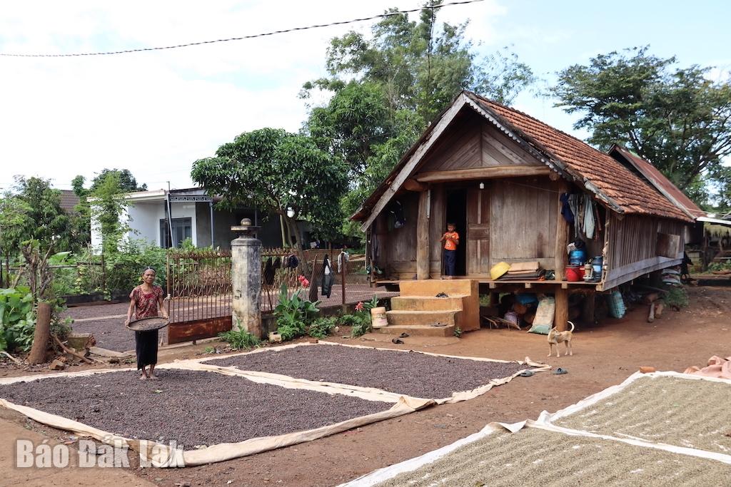 Người dân buôn Cuôr vẫn được được nhiều ngôi nhà truyền thống của dân tộc Ê đê