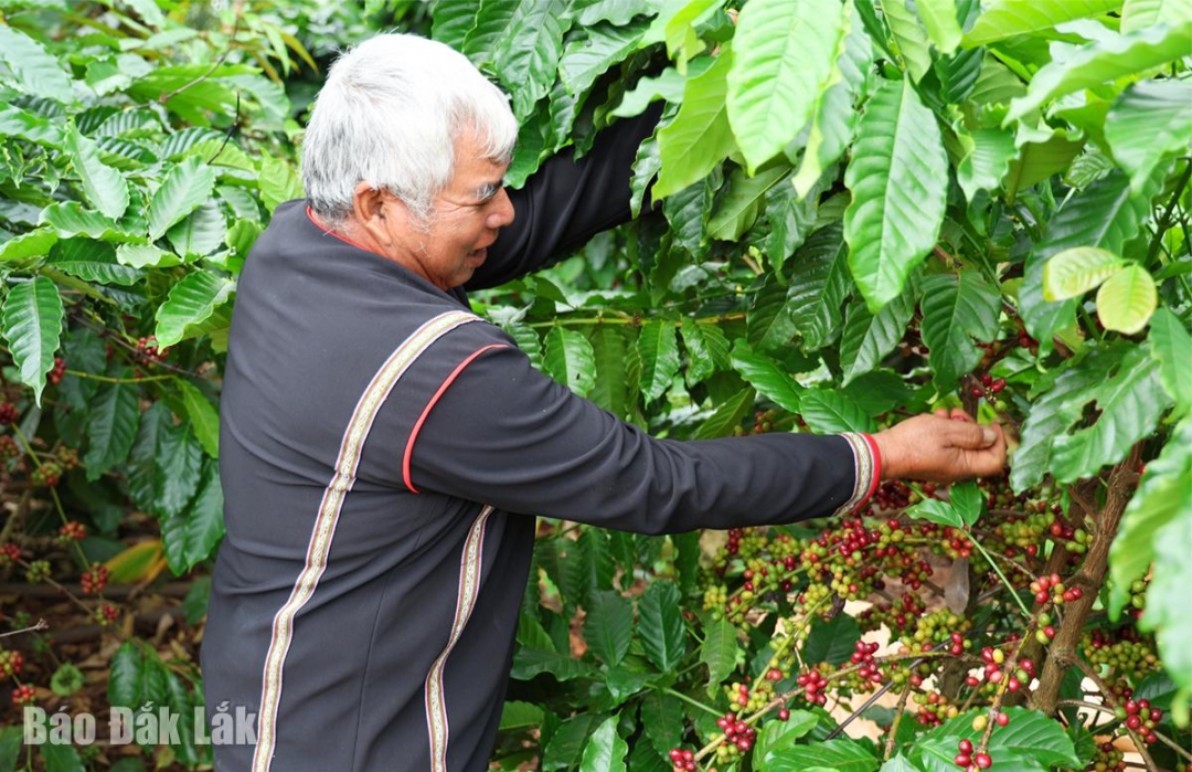 Ông Y Nem Kriêng giới thiệu về những ưu điểm của giống cà phê mới.