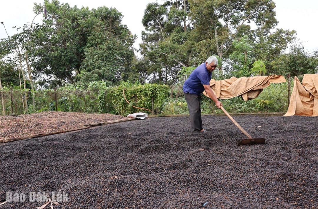 Ông Y Nem Kriêng vẫn hăng say lao động sản xuất dù tuổi đã cao/
