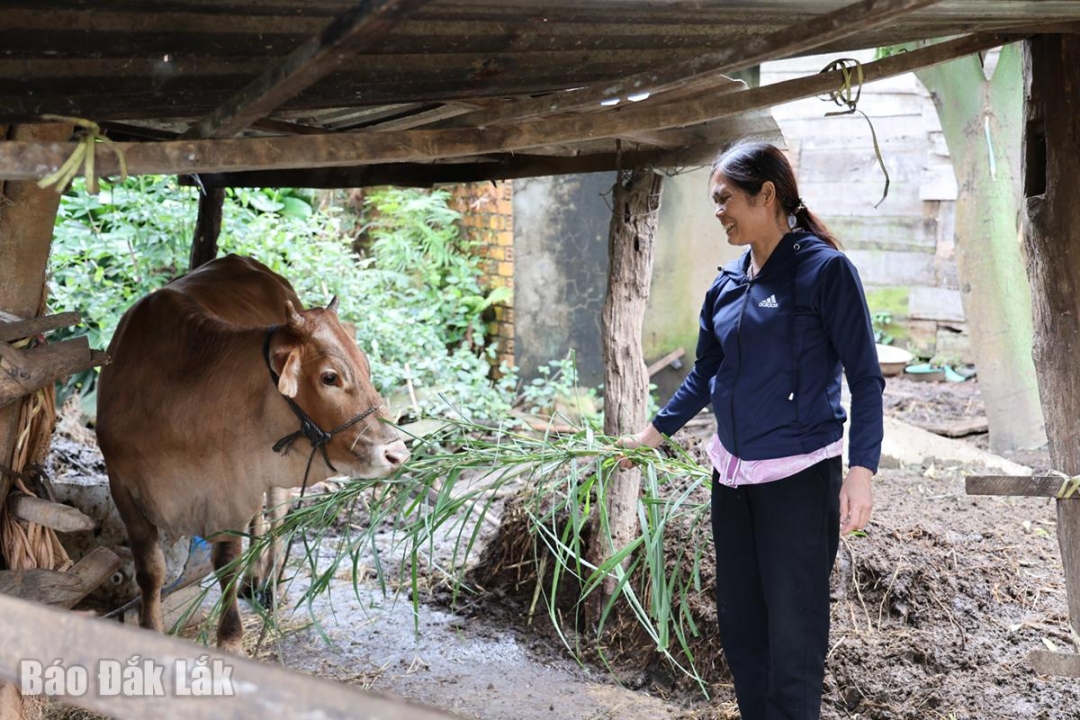 Niềm vui của chị Hoàng Thị Quyết khichăm sóc bò giống từ Chương trình MTQG giảm nghèo bền vững.