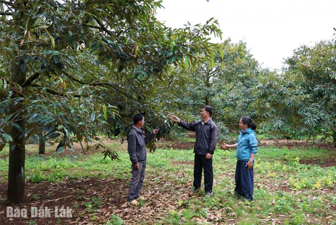Vườn sầu riêng chuyên canh của ông Dương Công Thượng (đứng giữa) mang lại hiệu quả kinh tế cao.