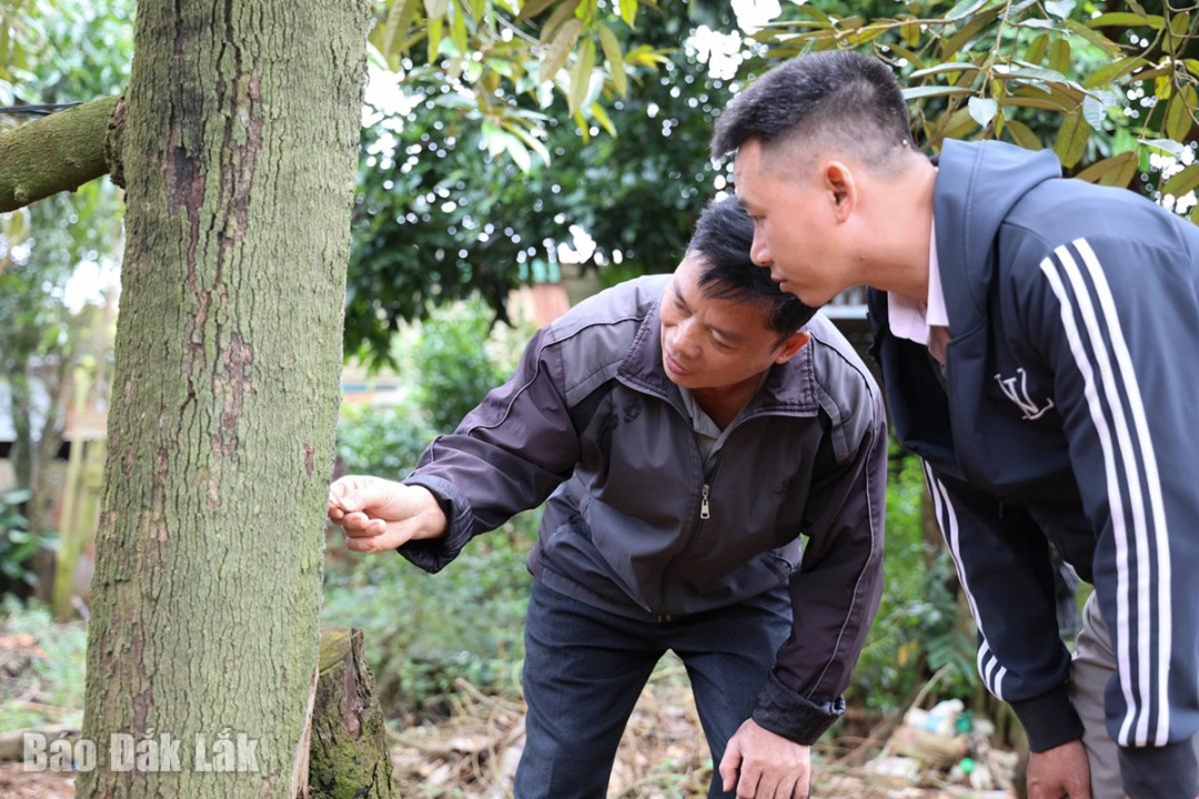 Ông Dương Công Thượng nhiệt tình chia sẻ kỹ thuật chăm sóc, phòng trị bệnh cho sầu riêng.