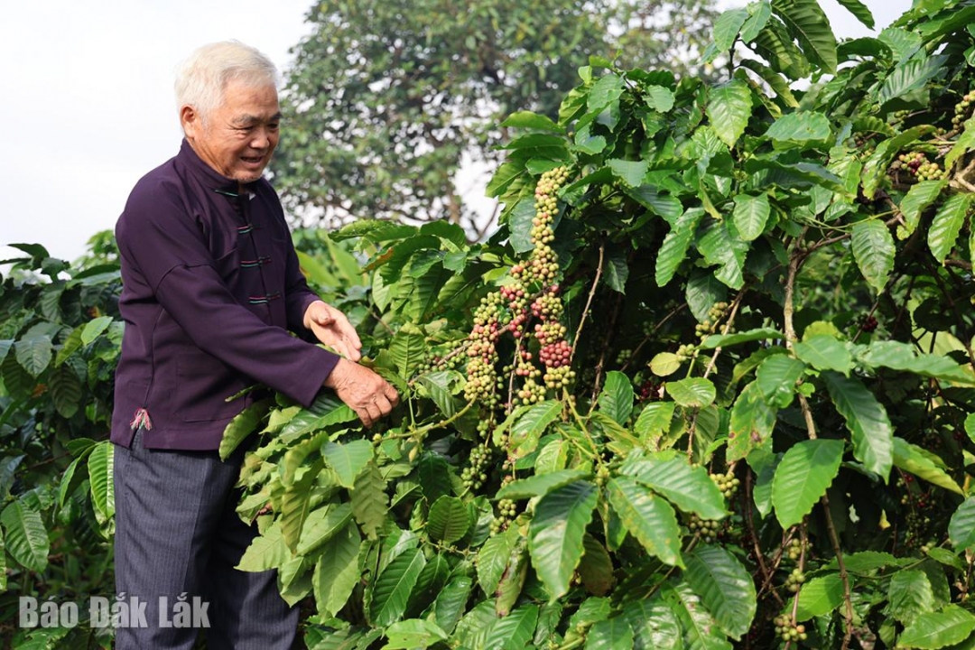Dù tuổi đã cao, ông Hứa Thủy Vân vẫn luôn nêu gương trong mọi hoạt động, tích cực lao động, sản xuất.
