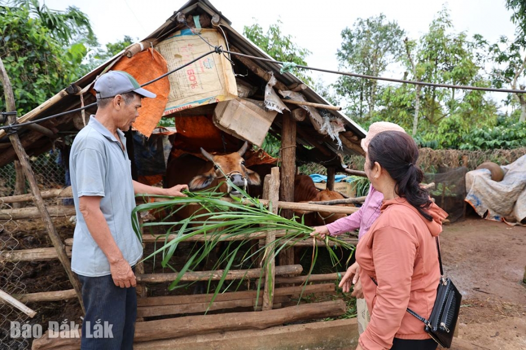 Ông Y Khin Byă chia sẻ về những đổi thay của đời sống gia đình từ sau khi nhận được hỗ trợ sinh kế.