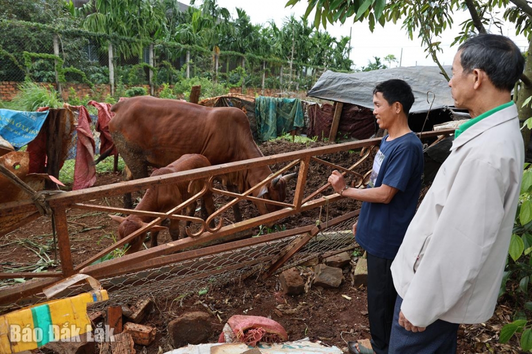 Anh Trần Xuân Bảo (thứ 2 từ phải) phấn khởi khi con bò được hỗ trợ đã sinh 1 con bê.