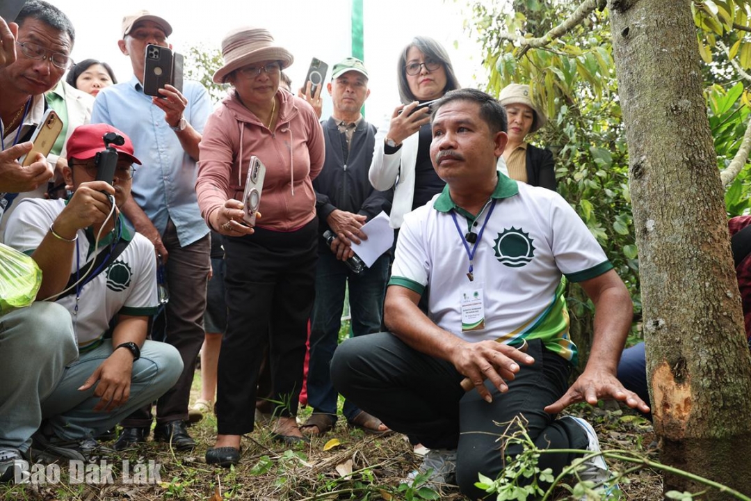Chuyên gia nông nghiệp Thái Lan chia sẻ về kinh nghiệm xử lý một số loại bệnh hại trên sầu riêng.
