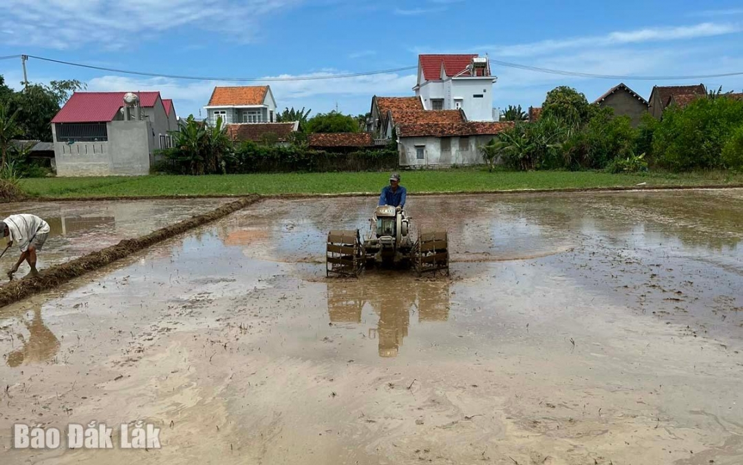 Những diện tích có nước, bà con tiến hành cày đất lần 1