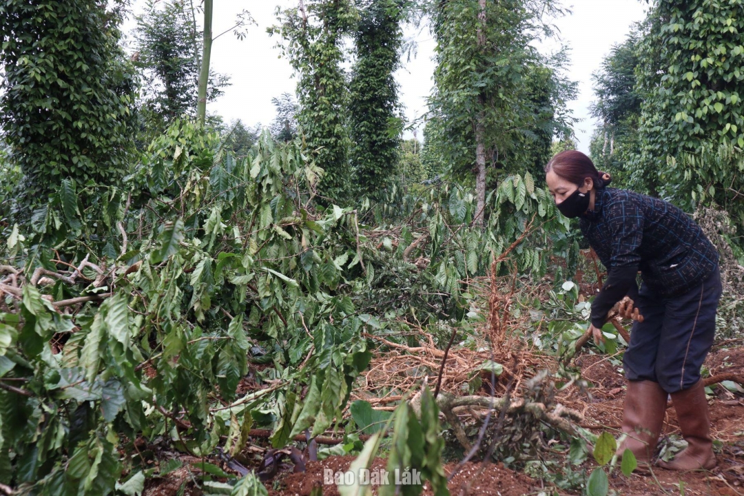 Những hộ dân đầu tiên của xã Hòa Đông, huyện Krông Pắc (cũ), nay là xã Ea Knuếc đã tiên phong bàn giao mặt bằng tại vị trí nút giao CT.02 thuộc Dự án thành phần 3. Hành động này đã góp phần lan tỏa tinh thần vì lợi ích chung và sự phát triển bền vững của quê hương Đắk Lắk. Chính sự đồng thuận của những hộ dân đi đầu đã tạo nên một làn sóng tích cực, giúp các hộ gia đình khác tin tưởng vào chủ trương lớn của Đảng và Nhà nước, tự nguyện bàn giao mặt bằng để chủ đầu tư triển khai dự án.