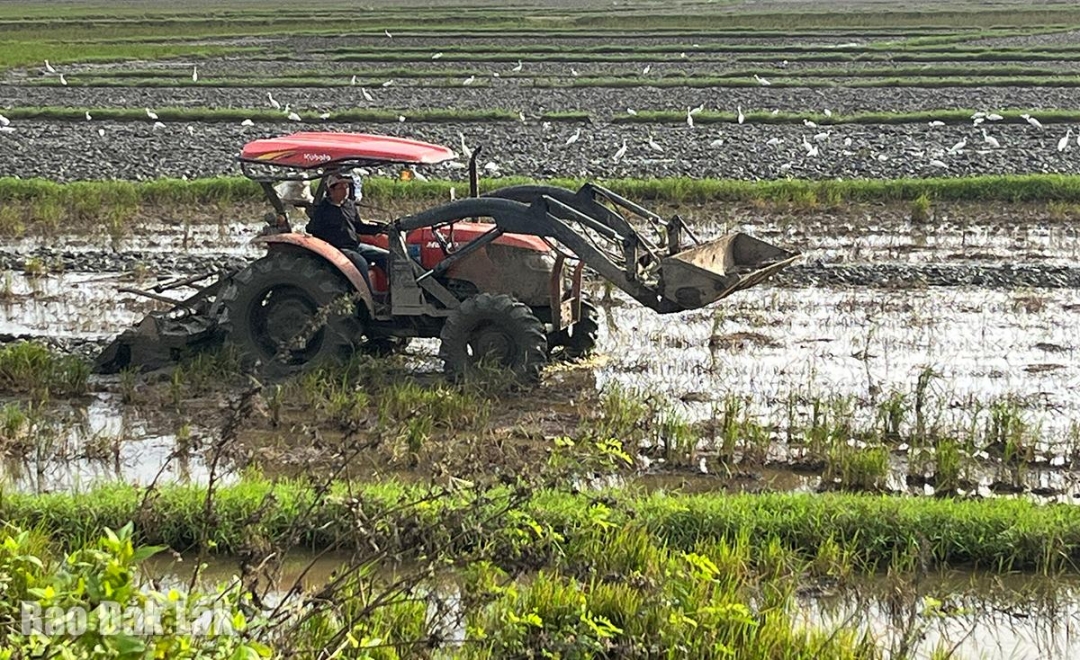 Bà con đã bắt đầu làm đất sẵn sàng gieo sạ khi có nguồn giống.